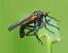 Empis tessellata